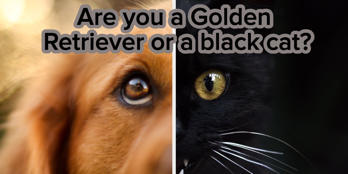 Golden Retriever vs Black Cat: Which Personality Best Describes You?