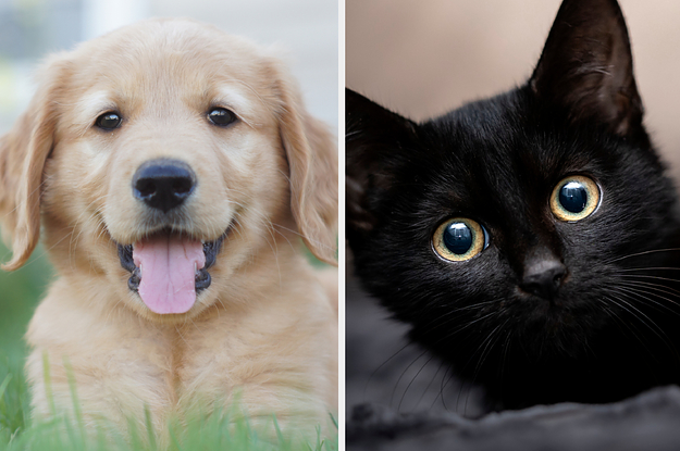 Golden Retriever vs Black Cat: Which Personality Best Describes You?