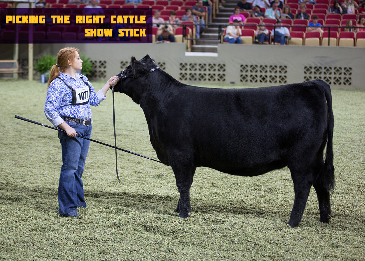 Enhance Livestock Showing with an Adjustable Cattle Show Stick