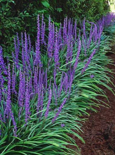 Blue Liriope in Temecula CA: Growth and Care Tips
