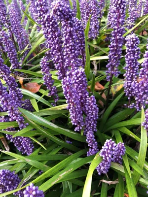Blue Liriope in Temecula CA: Growth and Care Tips