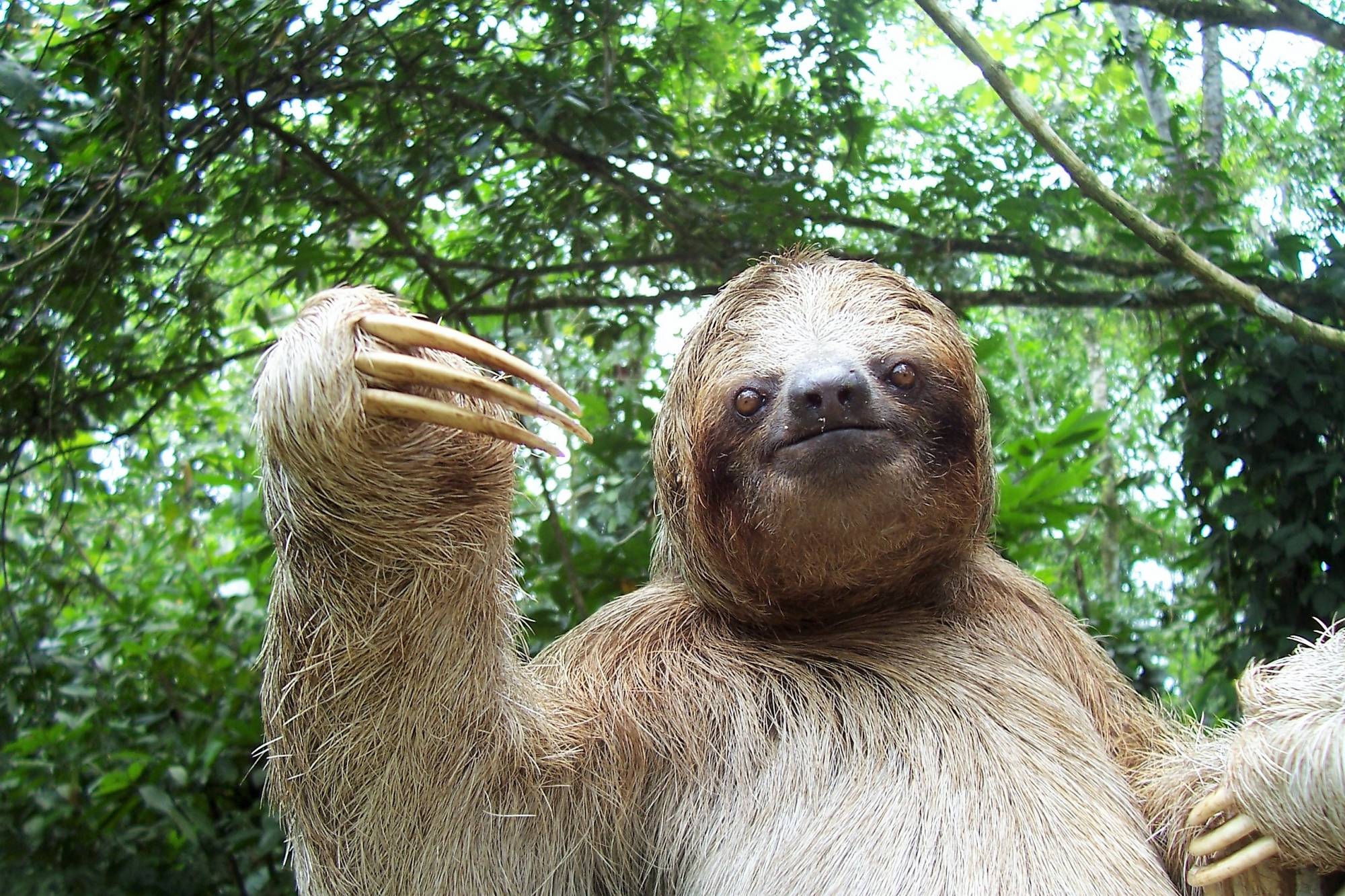 Discover Sloth Hotel Costa Rica: Lowest Price Guarantee & Book Today