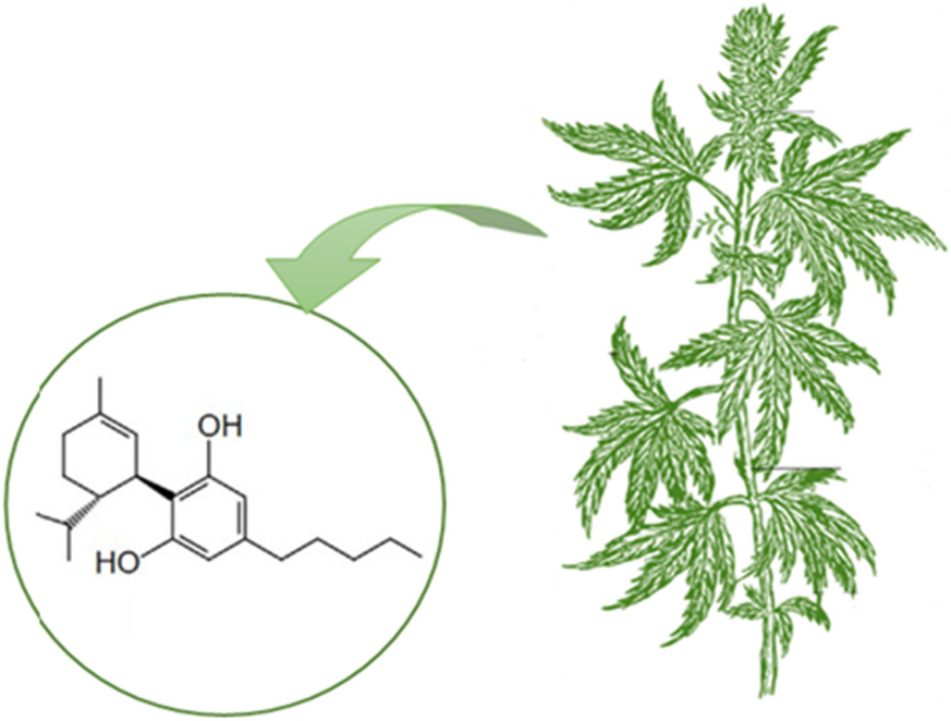 You Asked, We Delivered: Envy CBD is Finally Here