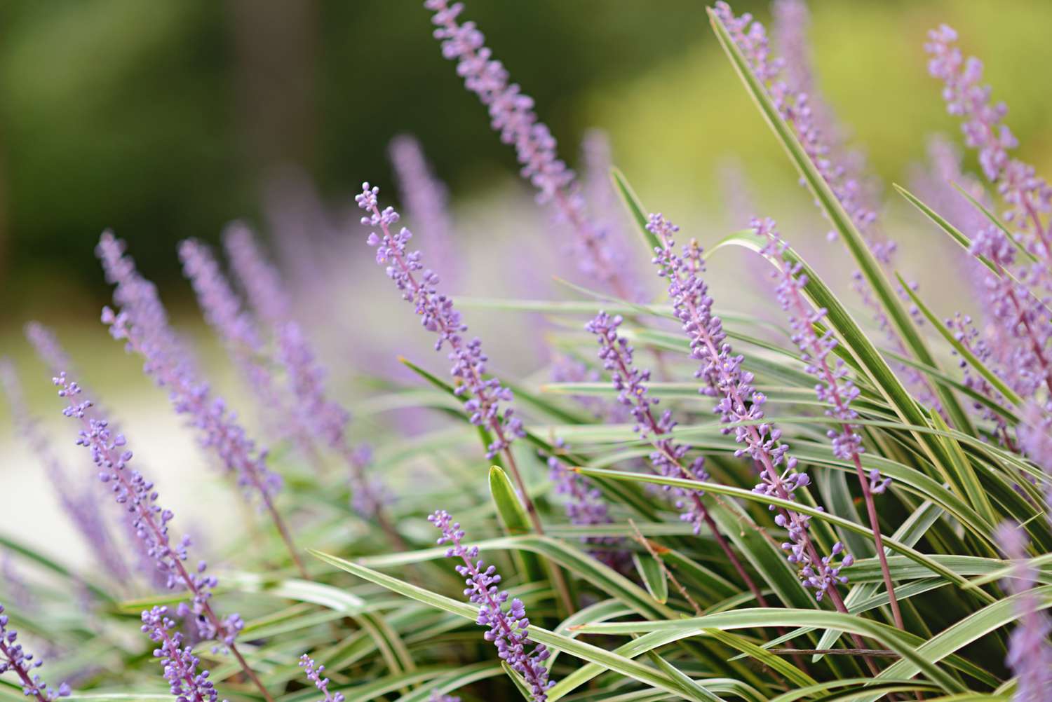 Blue Liriope in Temecula CA: Growth and Care Tips