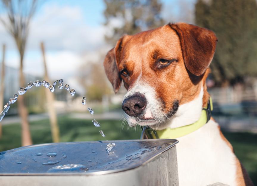 Well Water and Dogs: Is it Safe to Drink? Find Out Now!