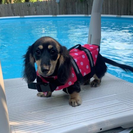 Keep Your Doxie Safe: Best Dachshund Life Jackets for Water Fun