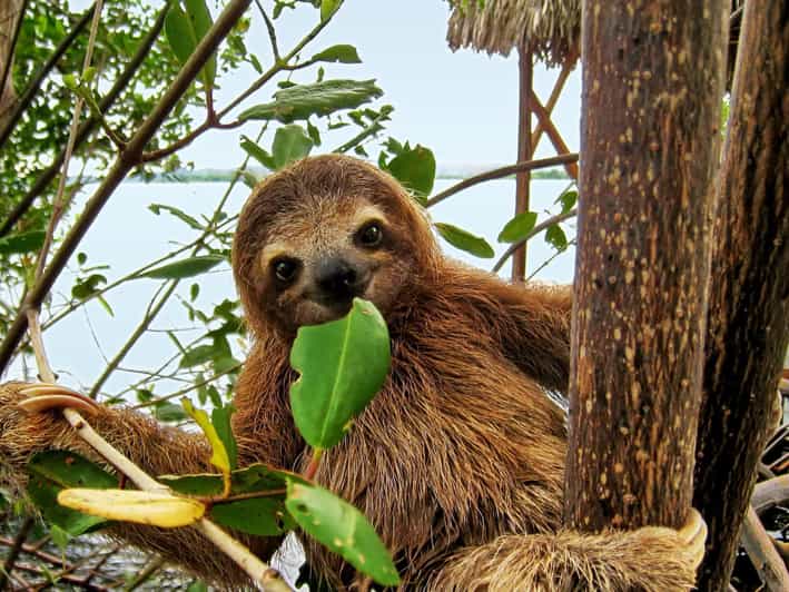 Discover Sloth Hotel Costa Rica: Lowest Price Guarantee & Book Today