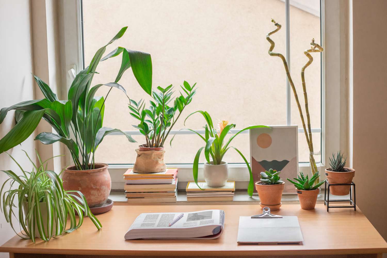 What plant grows well on dorm walls? Easy care options for students!