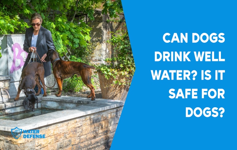 Well Water and Dogs: Is it Safe to Drink? Find Out Now!