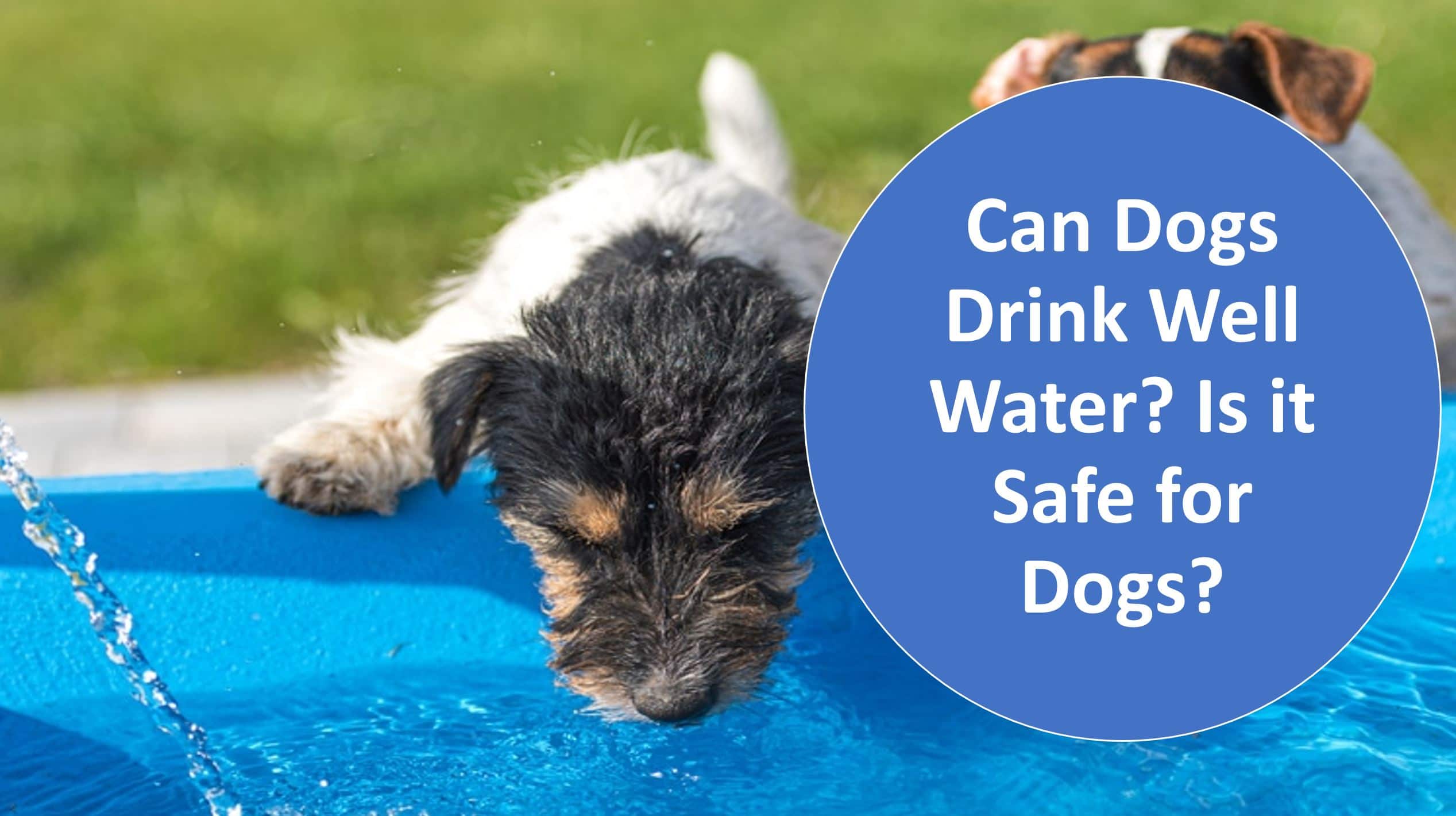 Well Water and Dogs: Is it Safe to Drink? Find Out Now!