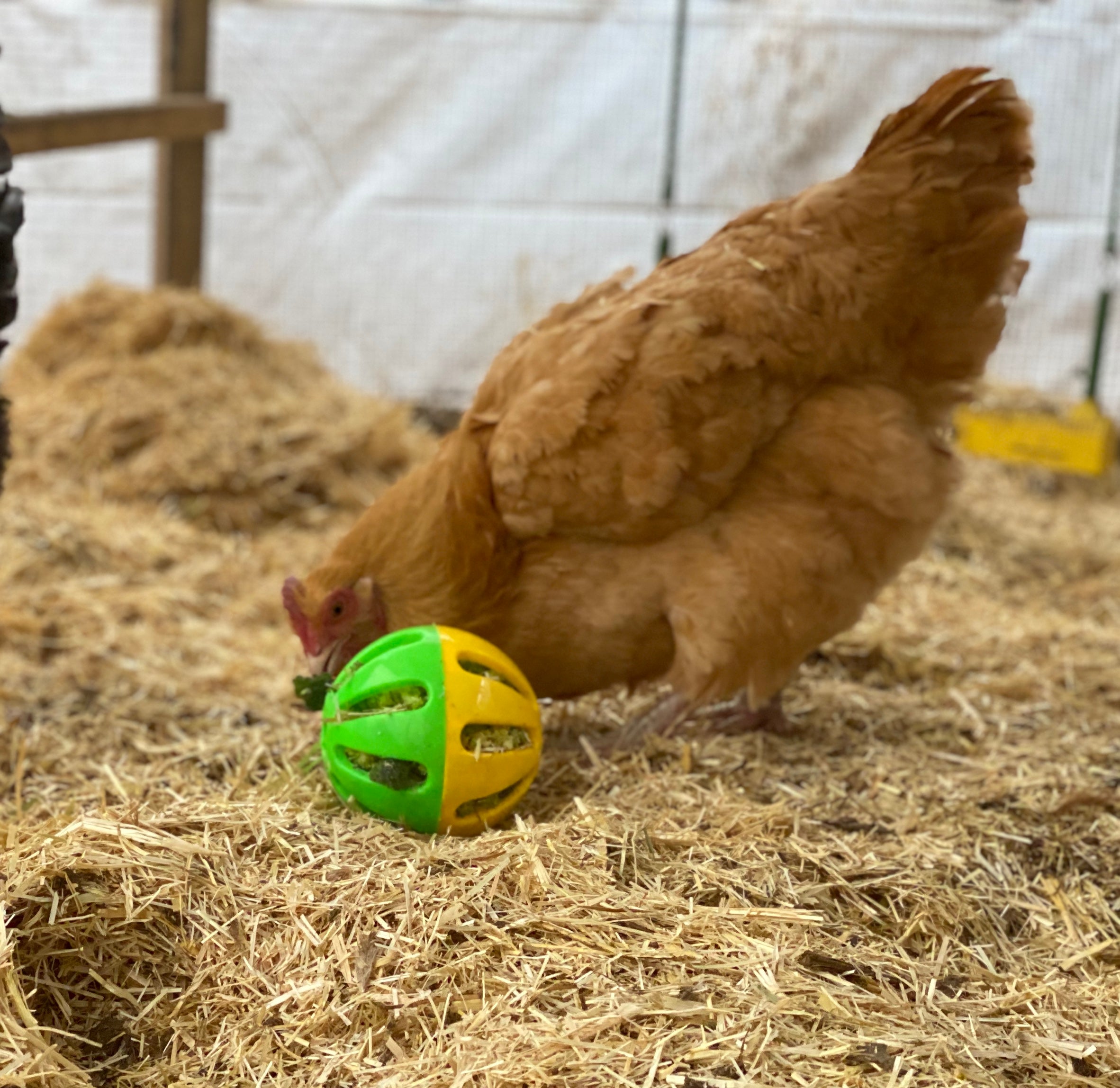 Keep Your Flock Happy: How to Keep Chickens Entertained Effectively