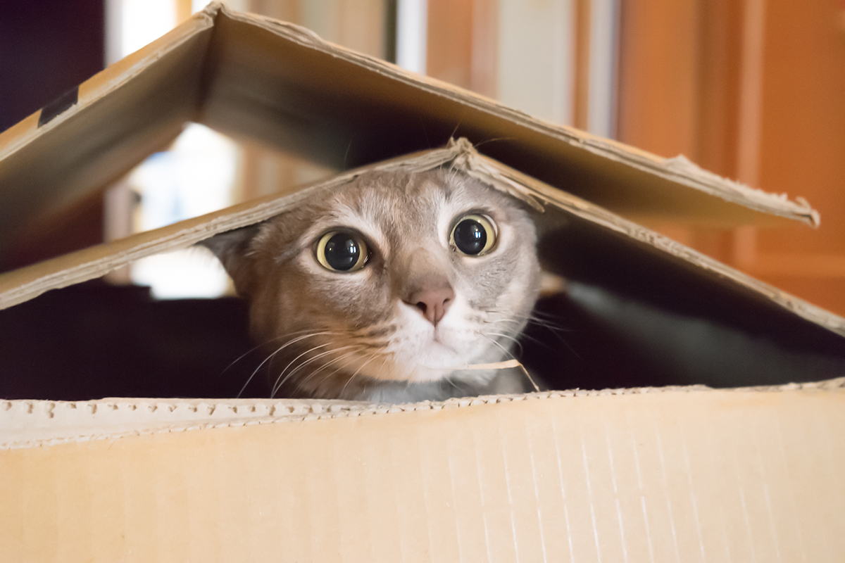 how to entertain a kitten: Simple and Fun Ways to Keep Your Kitten Busy!
