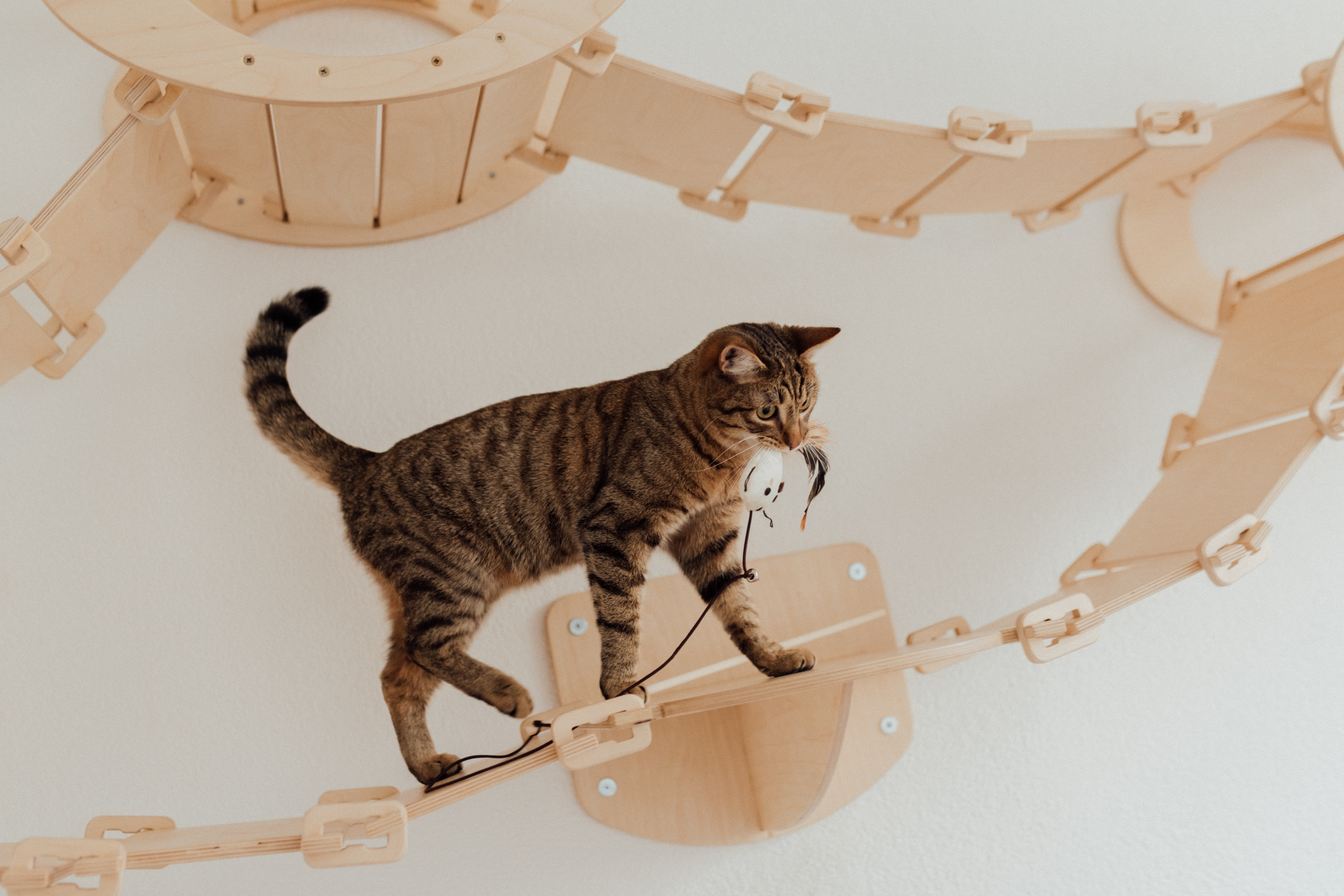 Going back to work? Discover how to keep a cat entertained while at work.