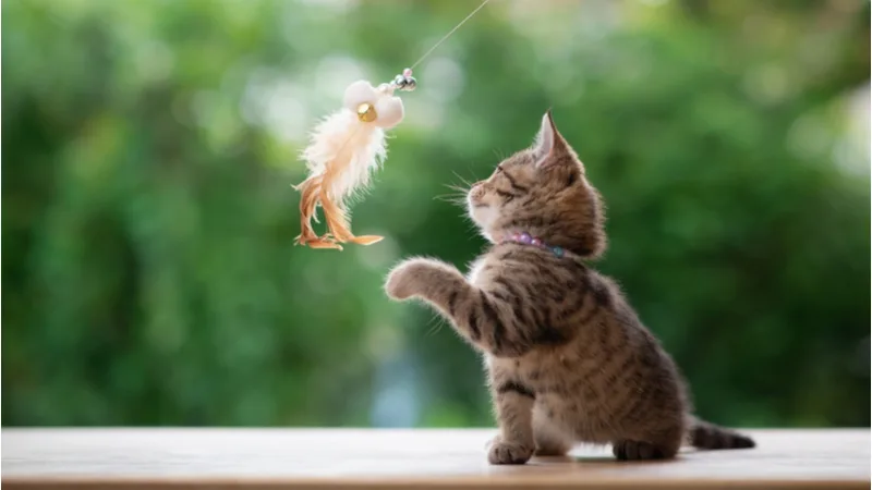 how to entertain a kitten: Simple and Fun Ways to Keep Your Kitten Busy!
